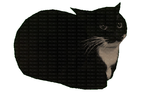 cat rotating, cat , gif , rotate , meme - Free animated GIF - PicMix