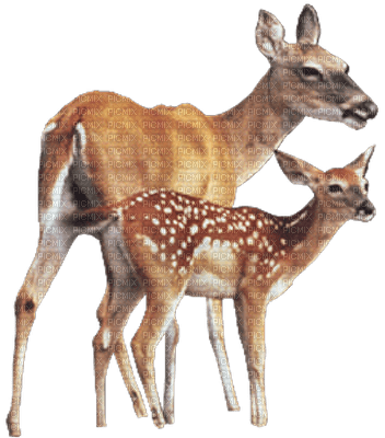 deer bp - PNG gratuit