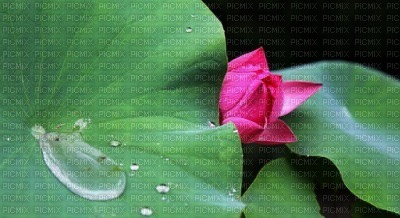 lotus - zdarma png