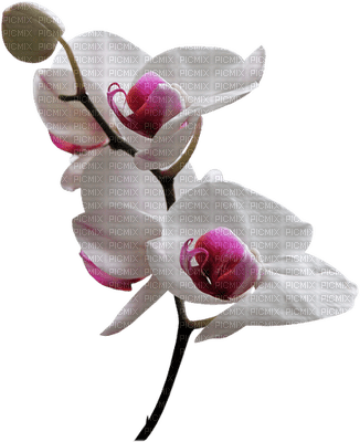 orquidea - bezmaksas png