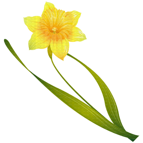 Jonquilles web charmille - Free PNG