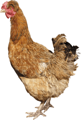 Kaz_Creations Chicken - png gratuito