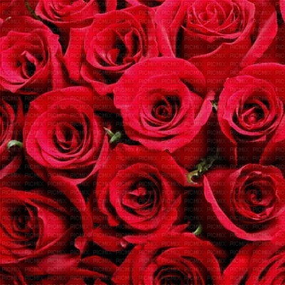 Roses rouges - ingyenes png