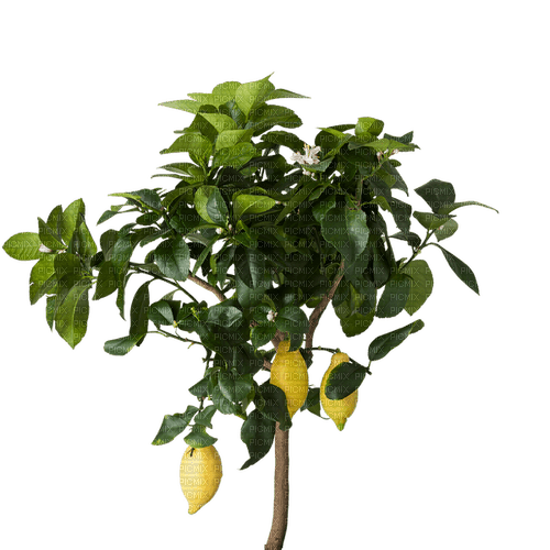 Arbre/Citron - darmowe png