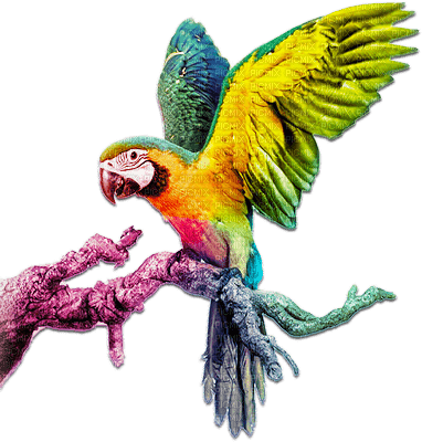 soave deco summer bird tropical parrot rainbow - png grátis