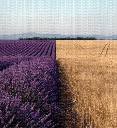 Rena Lavendel Weizen Hintergrund Landschaft - фрее пнг