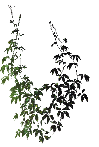 Листья - Darmowy animowany GIF