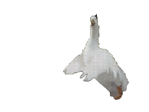 Птицы - Free animated GIF