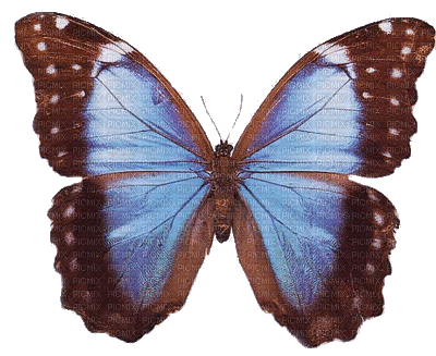 chantalmi papillon butterfly marron brown blue bleu - GIF animado gratis