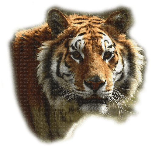 tigre - 無料png