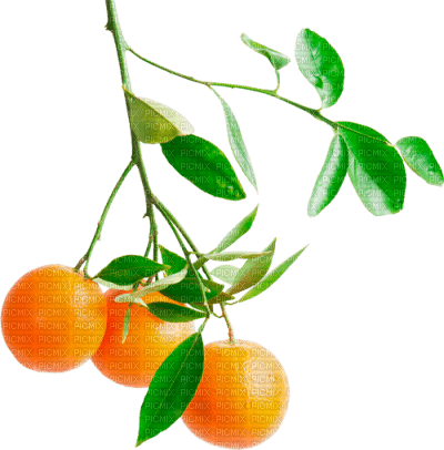 Oranges Branch - 無料png