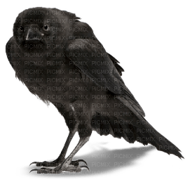 Kaz_Creations Bird Crow - фрее пнг