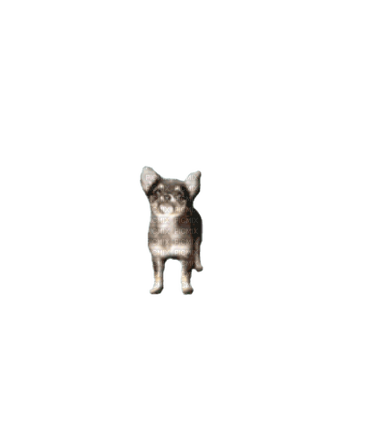 Chihuahua - nemokama png
