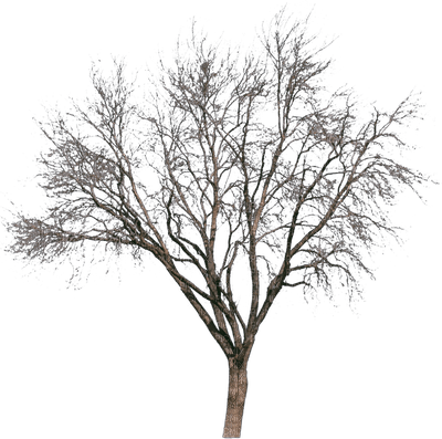 tree anastasia - nemokama png