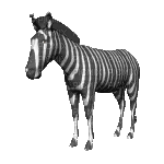 zèbre cheval/ HD - 無料のアニメーション GIF