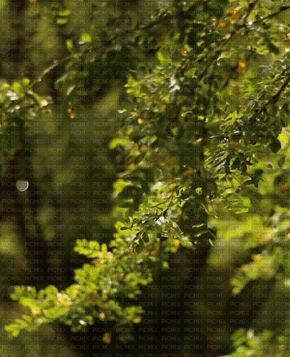 Background Green Nature - Bezmaksas animēts GIF