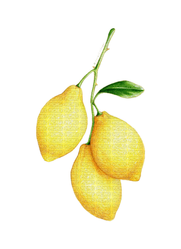 Citron - ilmainen png