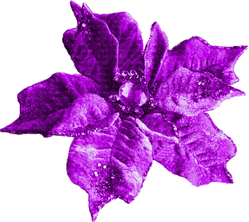 Christmas.Flower.Purple - PNG gratuit