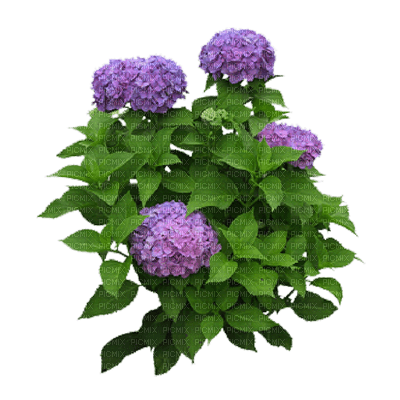 Arbusto con hortensias - darmowe png