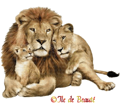 Famille lion - Gratis animerad GIF