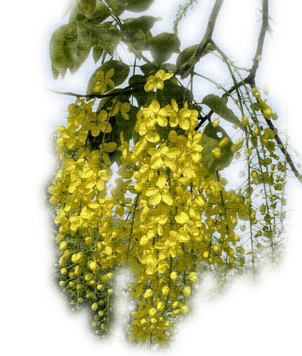 Rena yellow gelb tree transparent frühling - nemokama png