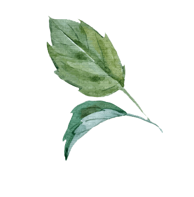 ✶ Plants {by Merishy} ✶ - 免费PNG