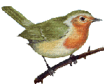 ANIMATED BIRD dubravka4 - GIF animé gratuit