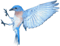 soave deco bird spring blue brown - PNG gratuit