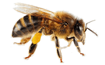 honey bee bp - ingyenes png