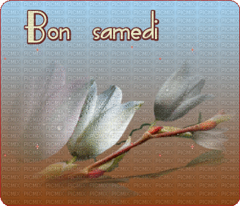 bon samedi - Ücretsiz animasyonlu GIF