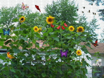 Busy Butterflies - Free animated GIF