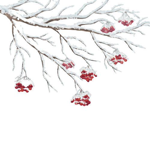 winter branch - Free PNG