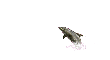 delfines saltando gif dubravka4 - Besplatni animirani GIF