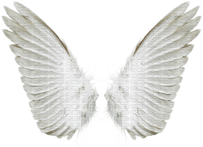 White Wings - PNG gratuit