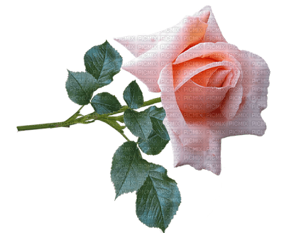 kukka flower fleur ruusu rose - zadarmo png