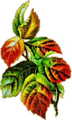 feuilles - Ilmainen animoitu GIF