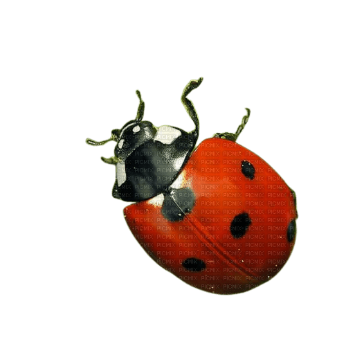 ladybug - besplatni png