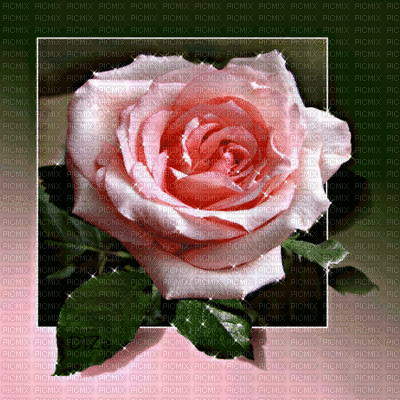 rosa - GIF animé gratuit