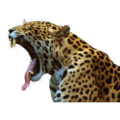 leopard - Free PNG