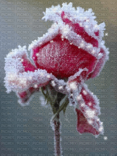 Flowers frozen bp - GIF animado gratis