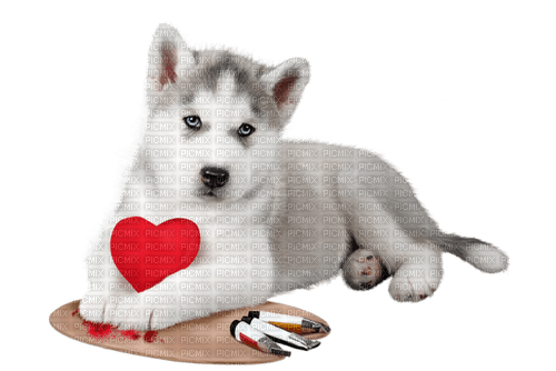 valentine  dog by nataliplus - bezmaksas png