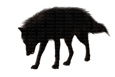 wolf katrin - zdarma png