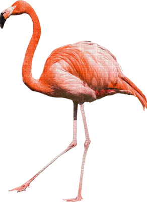 Kaz_Creations Flamingos Birds Bird - бесплатно png