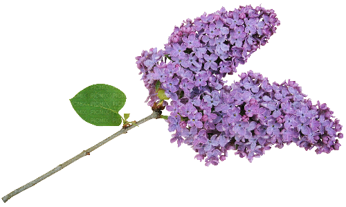 Flower Blume Fleurs flores Spring Lilac - PNG gratuit