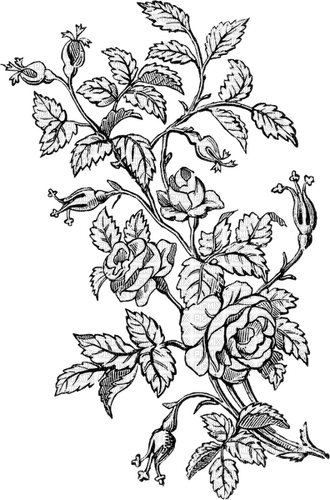 white flowers - kostenlos png