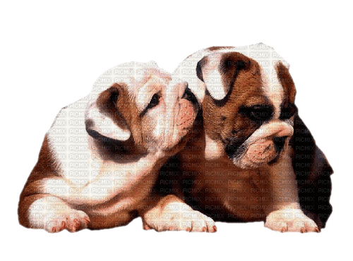 dolceluna chien dog dogs - PNG gratuit