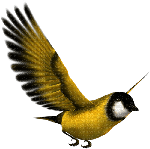 vogel bird - безплатен png