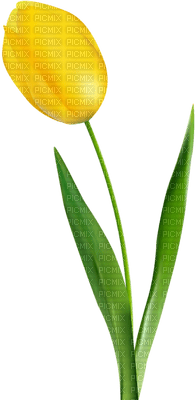 Flowers yellow bp - darmowe png