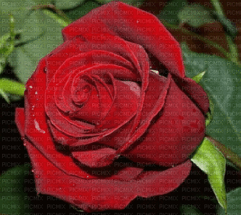 roses Nitsa - GIF animé gratuit