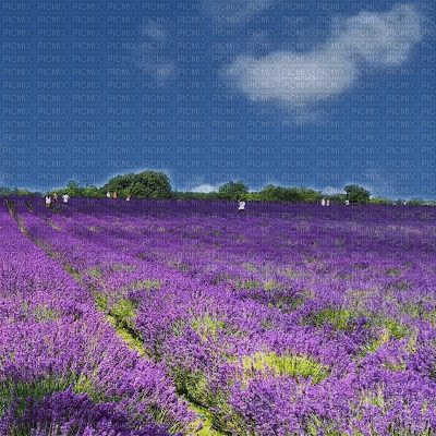Lavender Field Background - GIF animado grátis